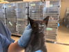 adoptable Cat in chula vista, CA named A263939