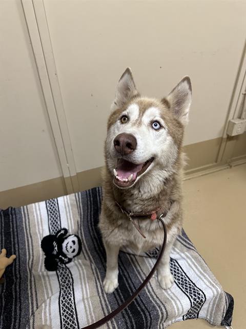 adoptable Dog in Chula Vista, CA named ACE