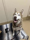 adoptable Dog in chula vista, CA named ACE