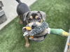 adoptable Dog in Chula Vista, CA named HUGO