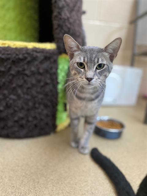 adoptable Cat in Chula Vista, CA named LIONEL