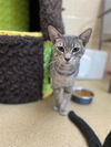 adoptable Cat in Chula Vista, CA named LIONEL