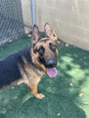 adoptable Dog in Chula Vista, CA named HANNAH