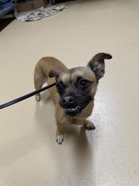 adoptable Dog in Chula Vista, CA named LIANNE