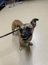 adoptable Dog in  named LIANNE
