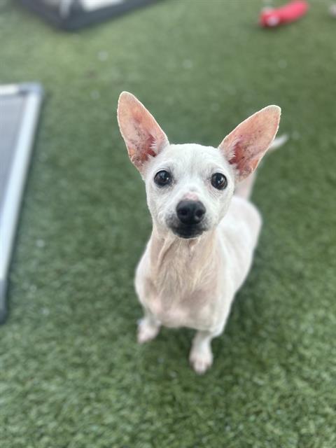 adoptable Dog in Chula Vista, CA named GRETA