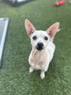 adoptable Dog in  named GRETA