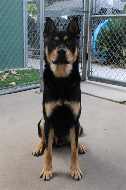 adoptable Dog in Chula Vista, CA named PIERRE