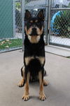 adoptable Dog in  named PIERRE