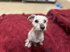 adoptable Dog in  named ERICK