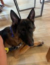 adoptable Dog in Chula Vista, CA named BOMBON