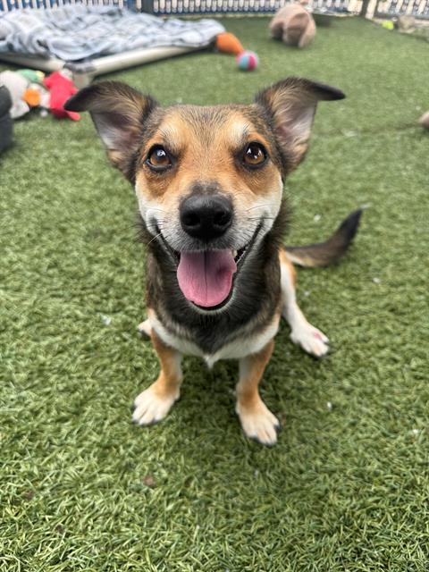 adoptable Dog in Chula Vista, CA named SUSIE