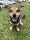 adoptable Dog in  named SUSIE