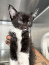 adoptable Cat in Chula Vista, CA named NIKI