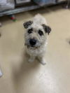 adoptable Dog in  named BUDDY