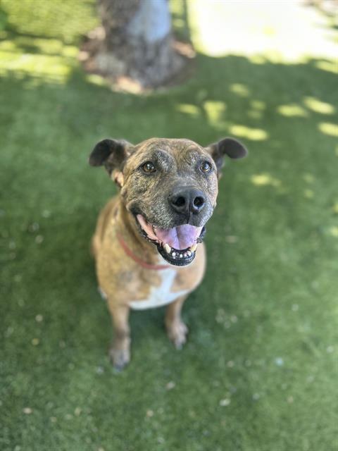 adoptable Dog in Chula Vista, CA named MOOSE