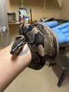 adoptable Snake in chula vista, CA named A263965