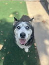 adoptable Dog in  named SWEETIE