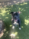adoptable Dog in chula vista, CA named A264367