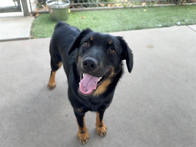 adoptable Dog in Chula Vista, CA named SHELBY