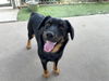 adoptable Dog in Chula Vista, CA named SHELBY