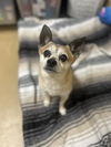 adoptable Dog in  named SENIOR PEPE