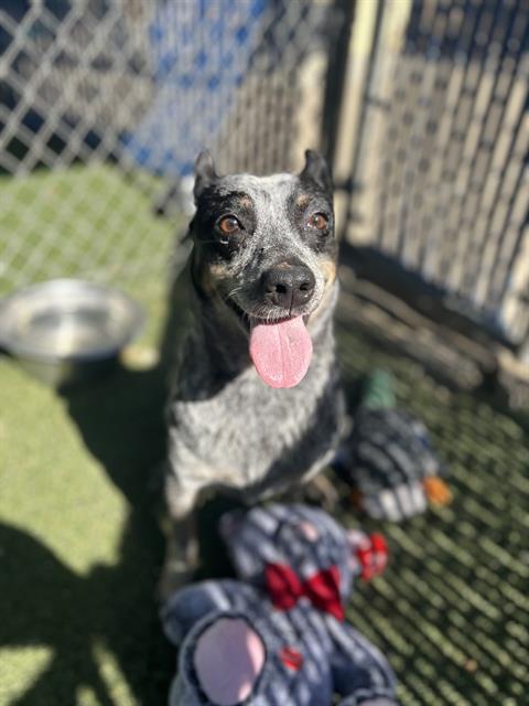adoptable Dog in Chula Vista, CA named OREO
