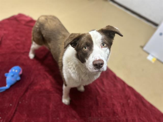 adoptable Dog in Chula Vista, CA named GIZMO
