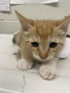 adoptable Cat in chula vista, CA named A264143