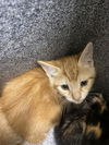 adoptable Cat in chula vista, CA named A264144
