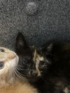 adoptable Cat in chula vista, CA named A264145