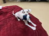 adoptable Dog in  named SAMSON