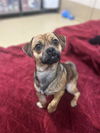 adoptable Dog in  named BEN