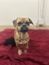 adoptable Dog in  named JERRY
