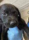 adoptable Dog in chula vista, CA named ANGEL