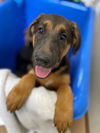 adoptable Dog in chula vista, CA named A264607