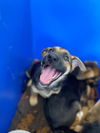 adoptable Dog in chula vista, CA named A264608
