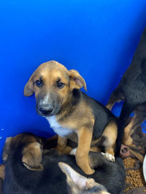 adoptable Dog in Chula Vista, CA named A264609
