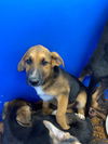 adoptable Dog in chula vista, CA named A264609