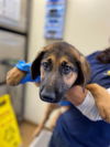 adoptable Dog in chula vista, CA named A264610