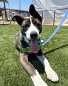 adoptable Dog in Chula Vista, CA named TWINKIE