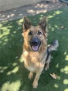 adoptable Dog in Chula Vista, CA named SASHA