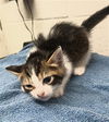 adoptable Cat in Chula Vista, CA named FUNION
