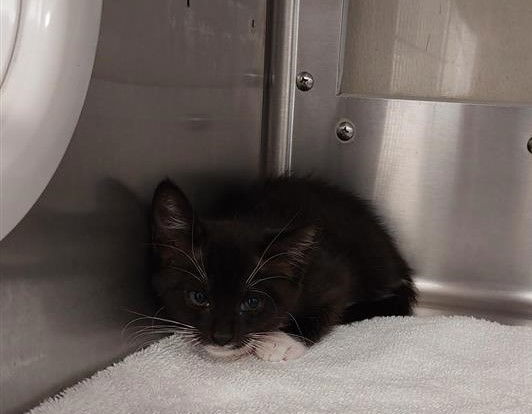 adoptable Cat in Chula Vista, CA named SNUGGLES