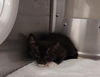 adoptable Cat in  named SNUGGLES