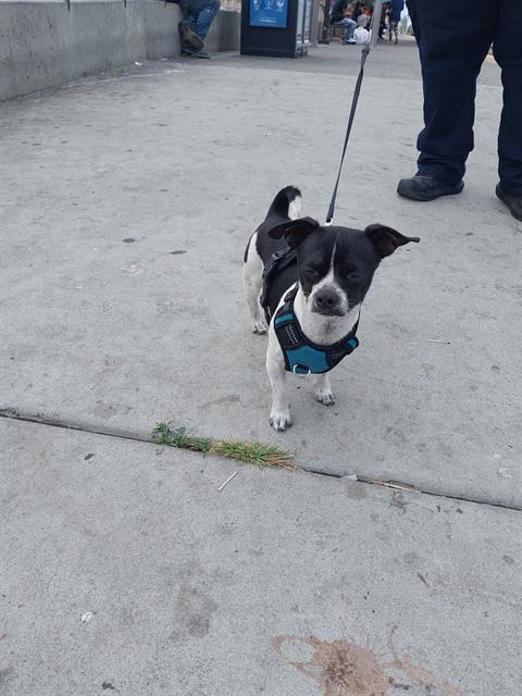 adoptable Dog in Chula Vista, CA named WYATT