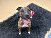 adoptable Dog in  named DIVA