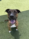 adoptable Dog in Vista, CA named DIVA
