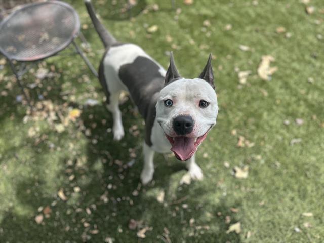adoptable Dog in Chula Vista, CA named BRIE