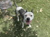 adoptable Dog in Chula Vista, CA named BRIE